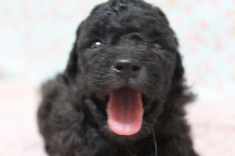 トイプードル　画像