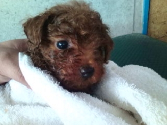 レッド　子犬　プードル