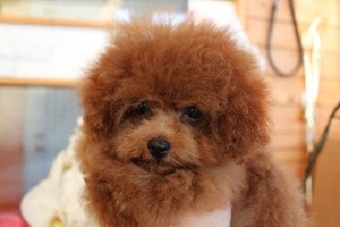 ティーカッププードル　子犬