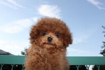 ティーカップ　プードル　子犬