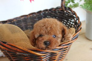 トイプードル　レッド　子犬