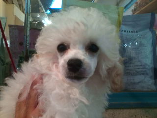 トイプードル　ホワイト　子犬