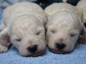 トイプードル　ホワイト　子犬