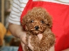 レッド　プードル　子犬