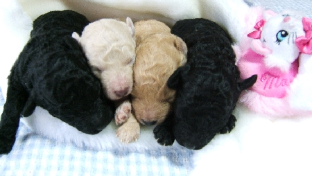 トイプードルの子犬」