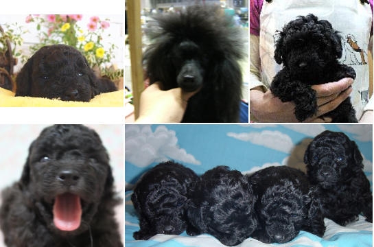 トイプードルブリーダーブラック