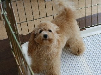 ブリーダー　子犬