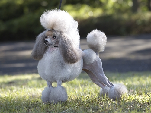 プードル　シルバー　子犬