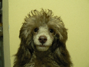 トイプードルシルバーベージュ