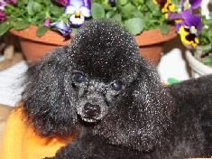 トイプードル　ブルー