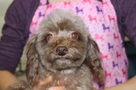 トイプードル　里親