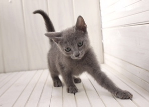 ロシアンブルーブリーダー