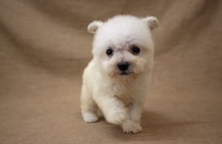 レッドトイプードル