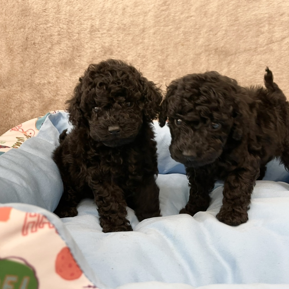 レッドトイプードル