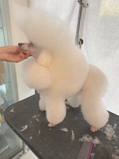 トイプードルブリーダー