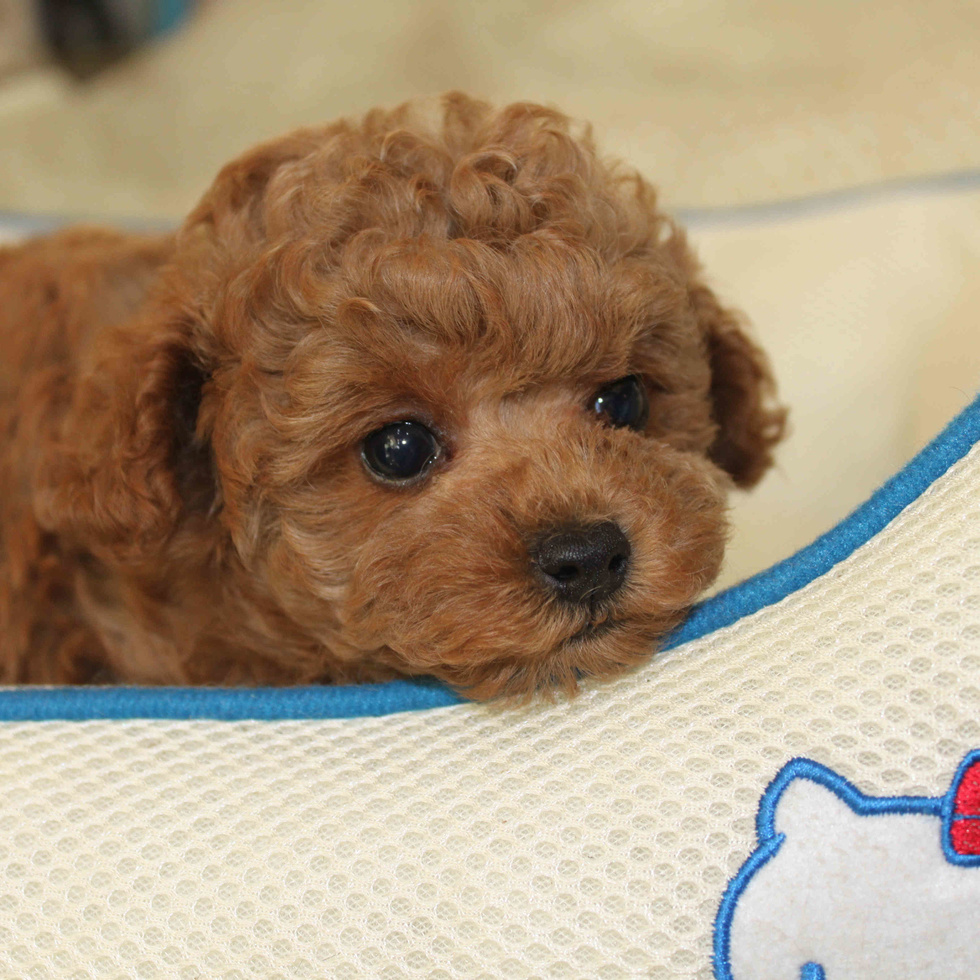 トイプードルブリーダー東京