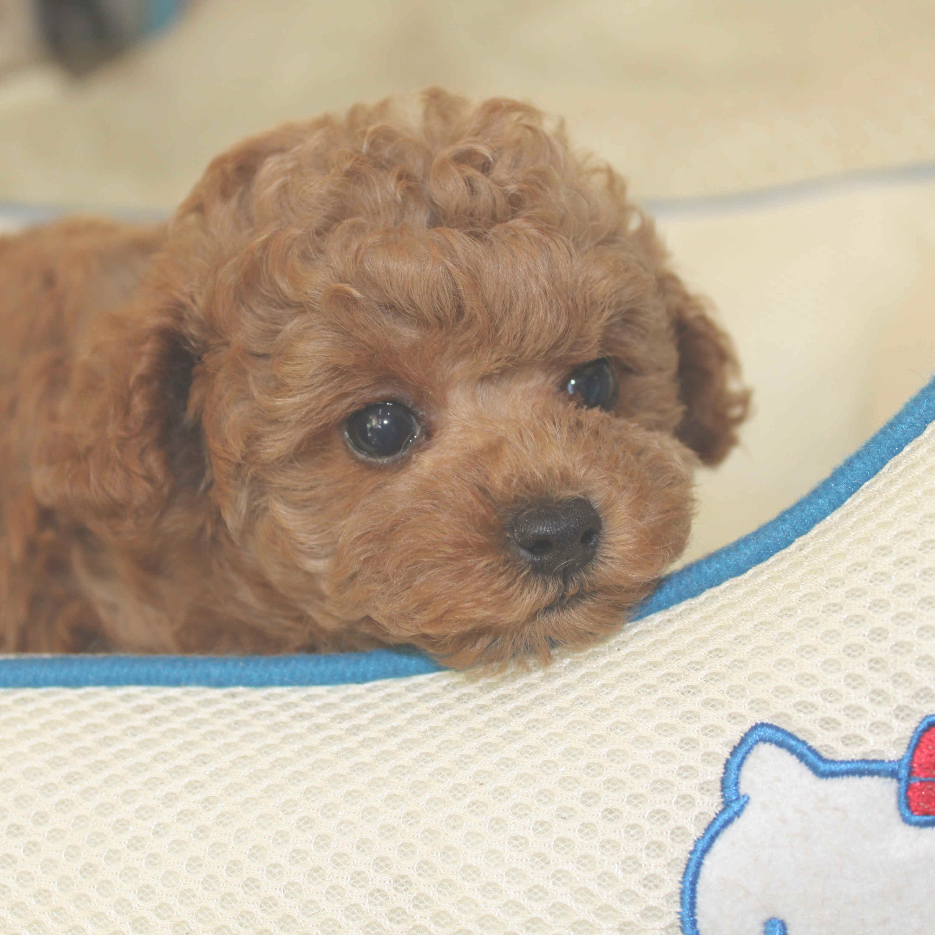 トイプードルブリーダー東京