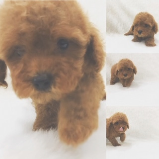 トイプードルブリーダー東京