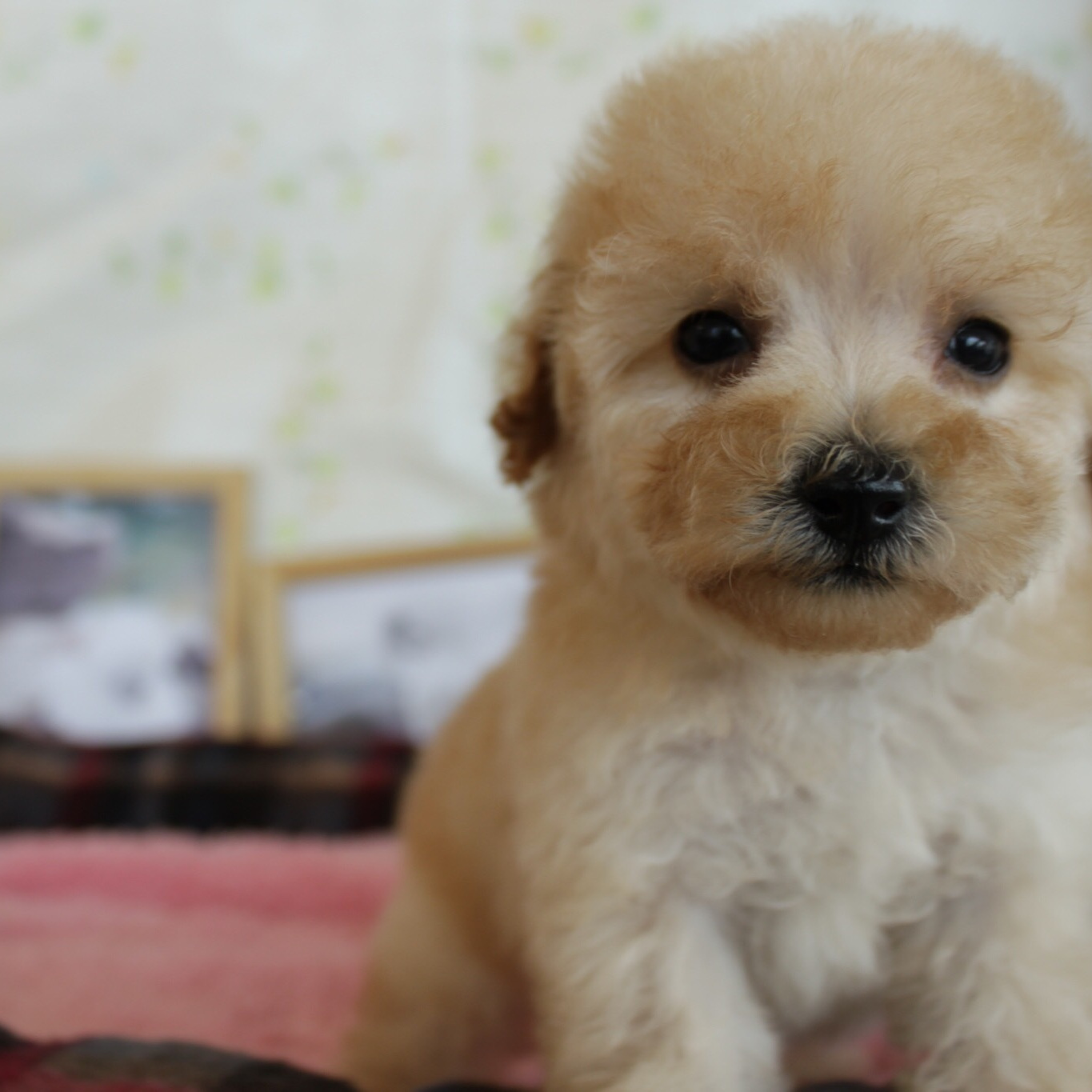 トイプードルブリーダー東京