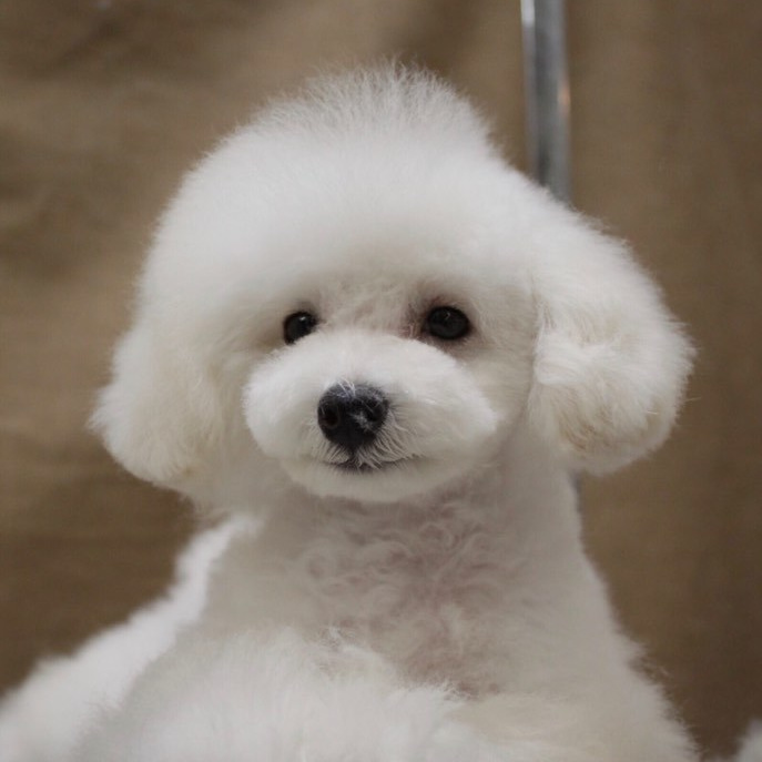 トイプードルブリーダー東京