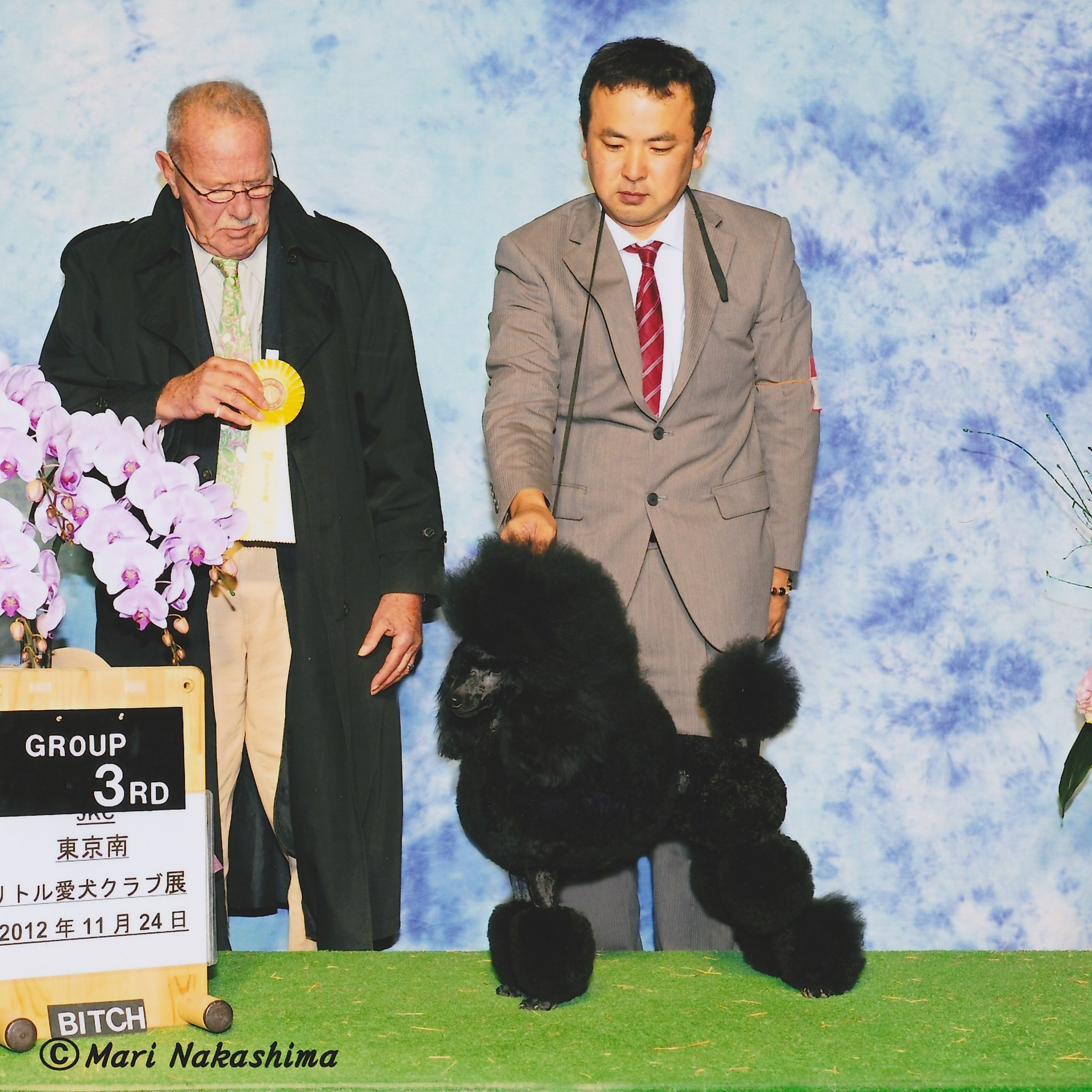 トイプードル子犬販売