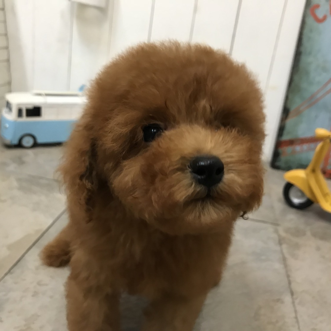 トイプードルブリーダー東京