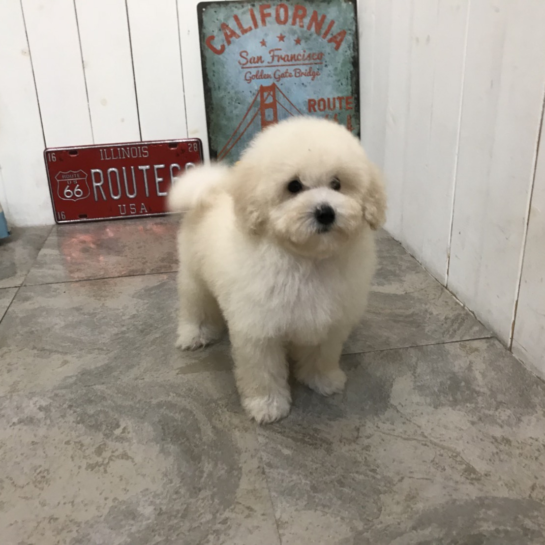 トイプードル子犬