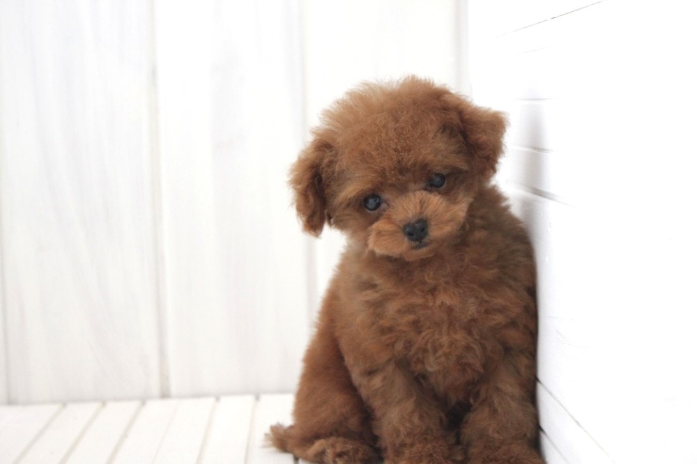 トイプードルブリーダー東京　ホワイト