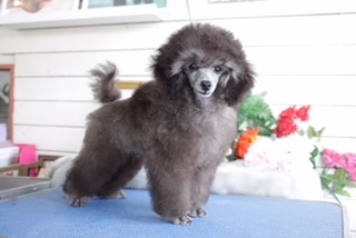 トイプードルブリーダー東京