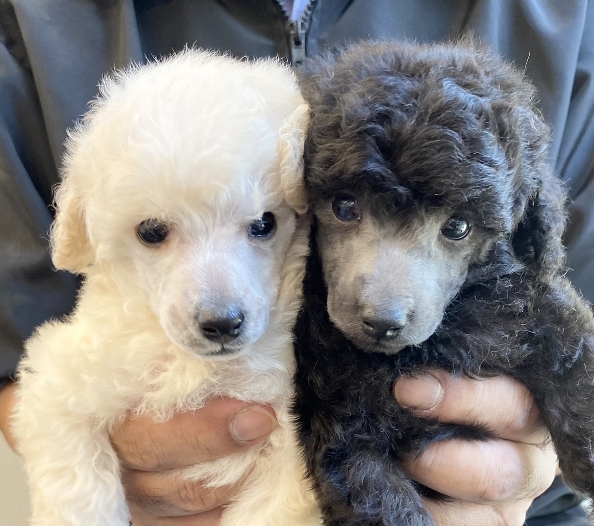 トイプードルブリーダー東京