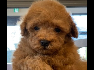 トイプードルブリーダー東京